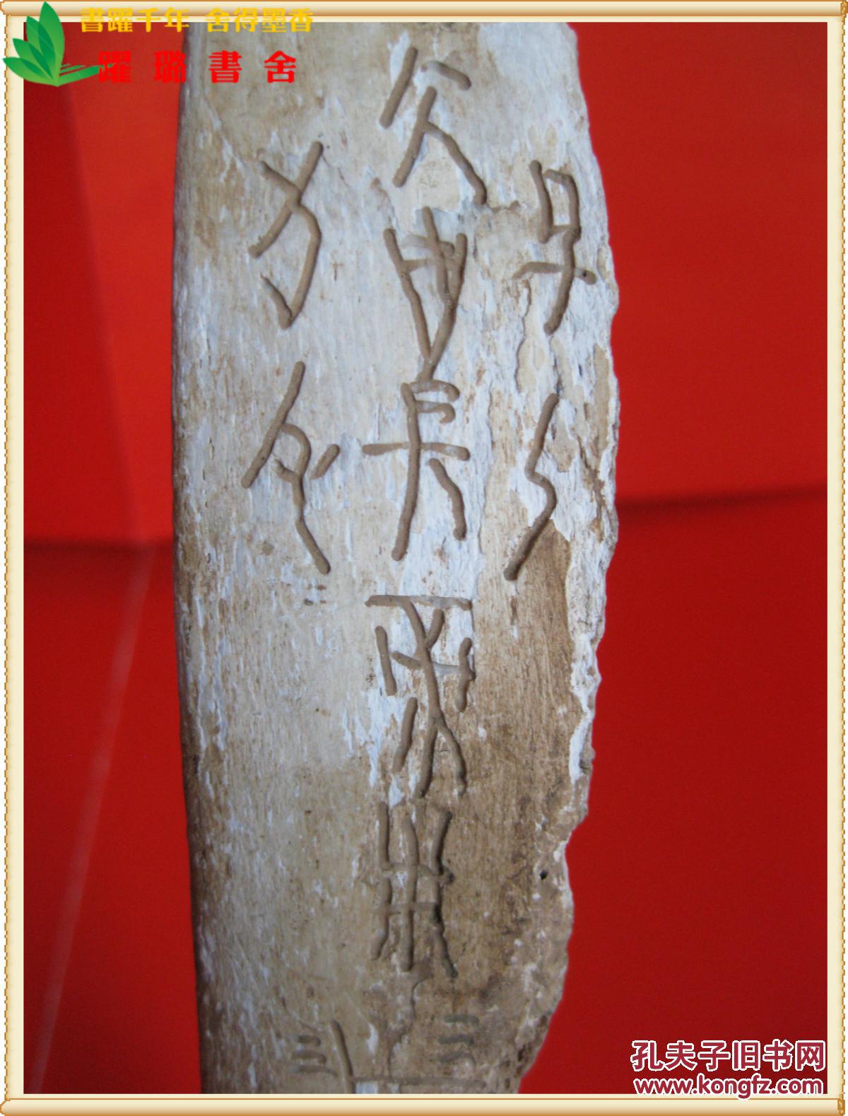 《商周时期甲骨文兽骨,大型猛兽肋骨,兽骨呈弧面形,尺寸(长宽厚)50.
