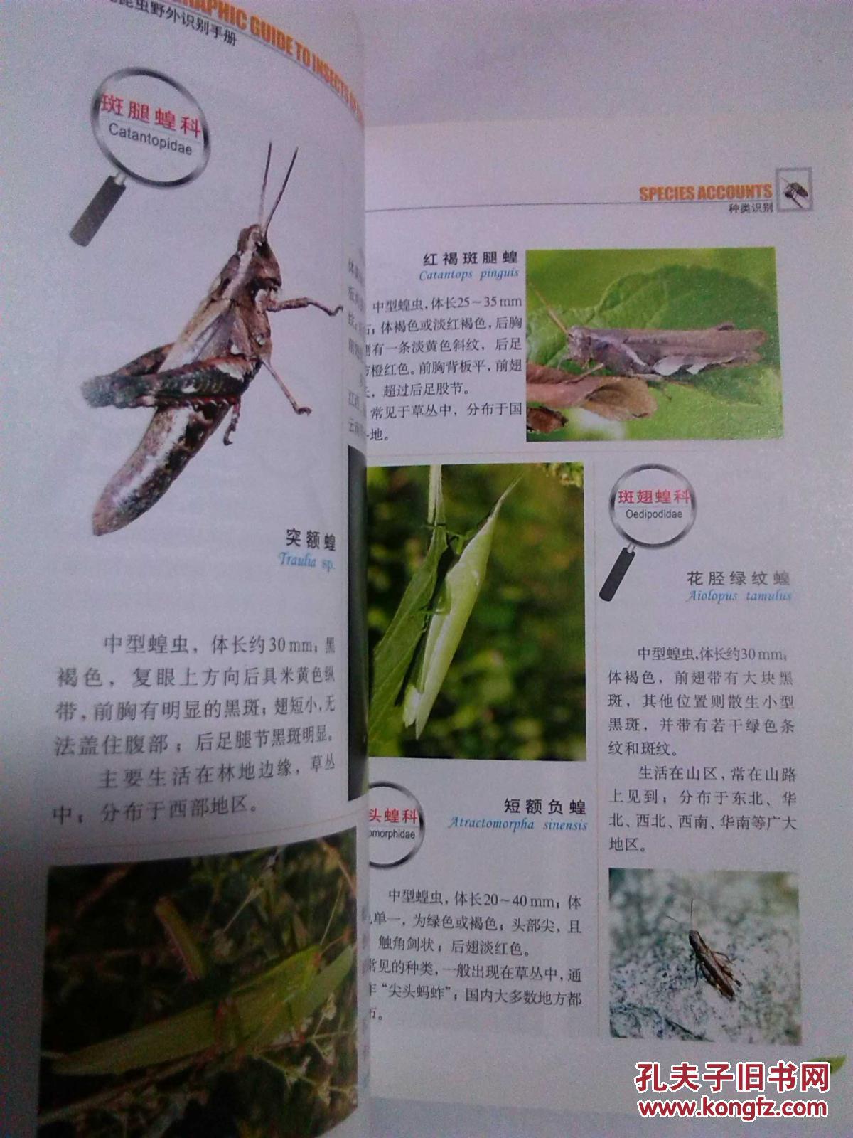 常见昆虫野外识别手册