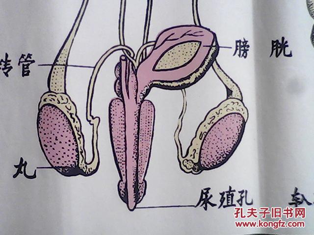 手绘挂图 : 家兔的生殖系统
