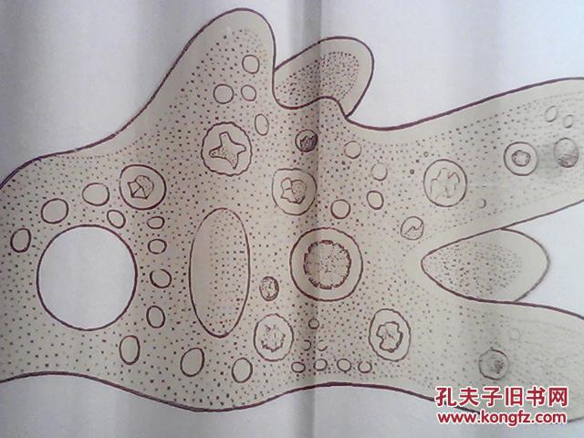 手绘挂图 : 变形虫