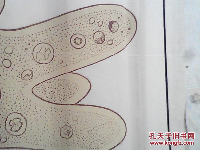 手绘挂图 : 变形虫