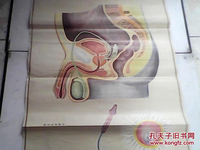 中学生理卫生教学挂图 41女性生殖器官 42男性生殖器官 两张