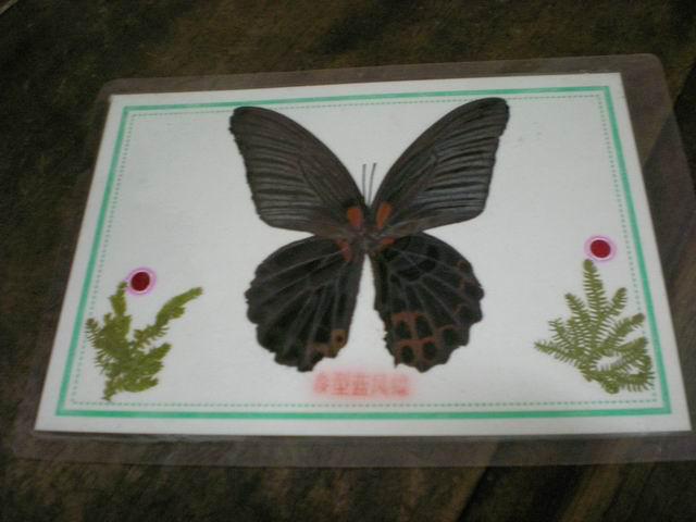 蝴蝶标本 多型蓝凤蝶