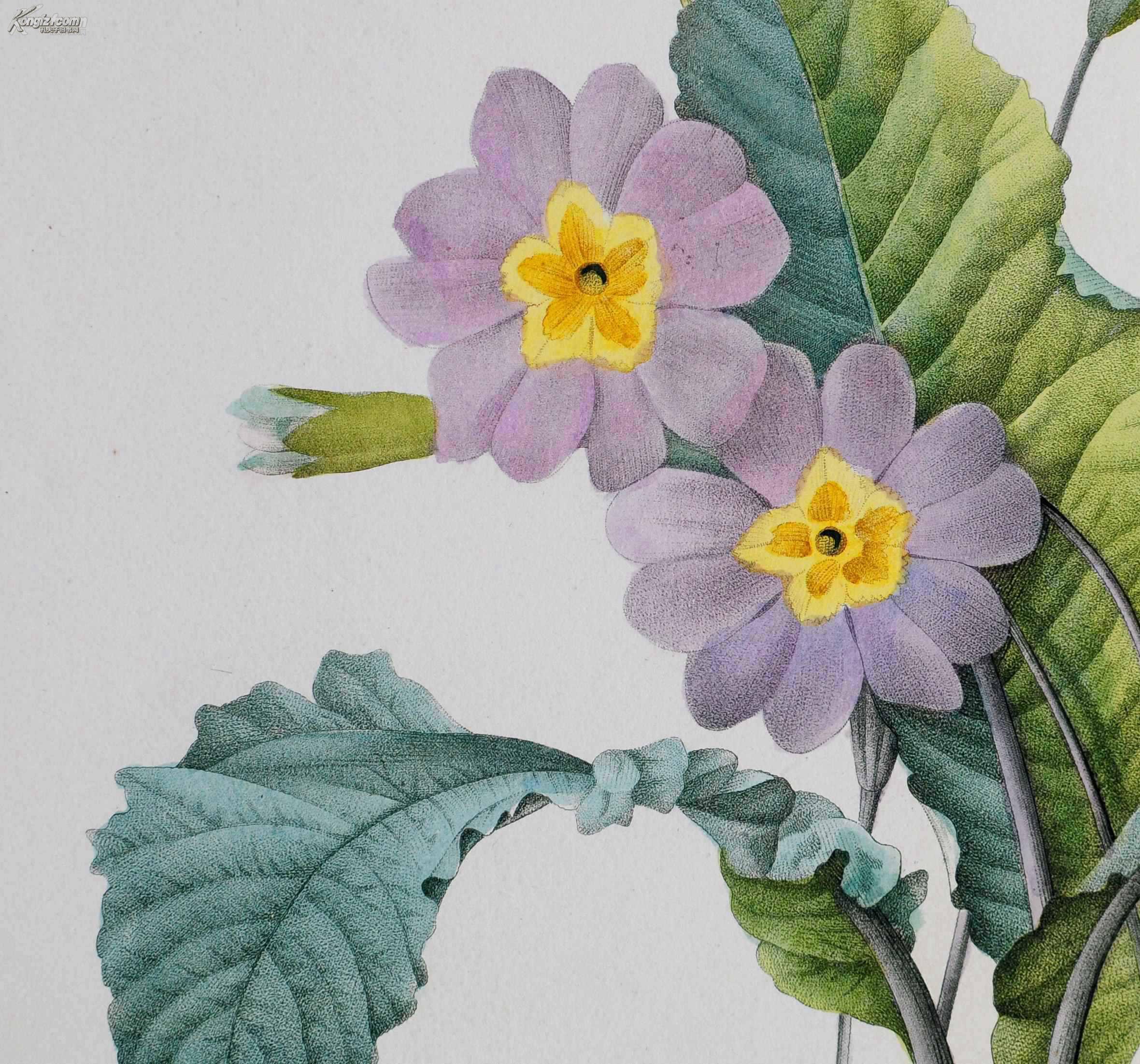 18世纪传奇艺术巨匠雷杜德redoute《花卉圣经》铜版画--grandiflore