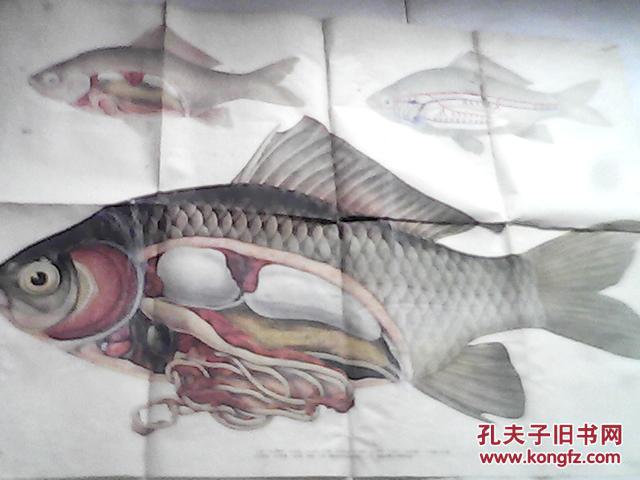 初级中学动物学教学挂图  脊椎动物 鱼 纲  鲫鱼的内脏