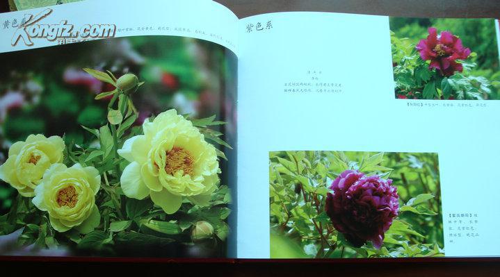 【图】国花魂_网上拍卖信息_孔夫子拍卖网