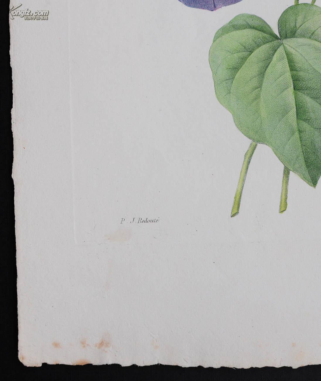 18世纪传奇艺术巨匠雷杜德redoute《花卉圣经》铜版画之牵牛花