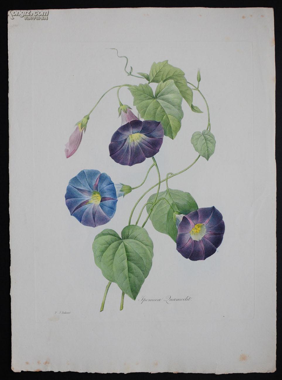 18世纪传奇艺术巨匠雷杜德redoute《花卉圣经》铜版画之牵牛花