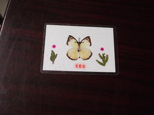 蝴蝶标本 菜粉蝶