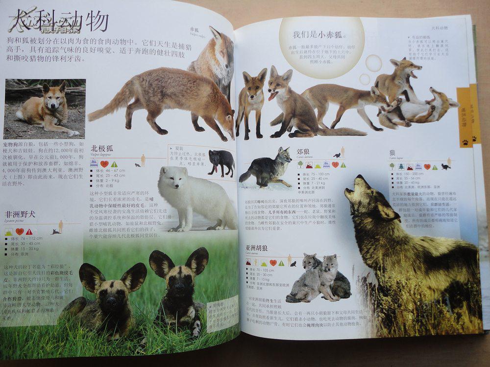 精装16开厚册《儿童动物百科全书》画册 图文并茂 内都动物图谱 见图