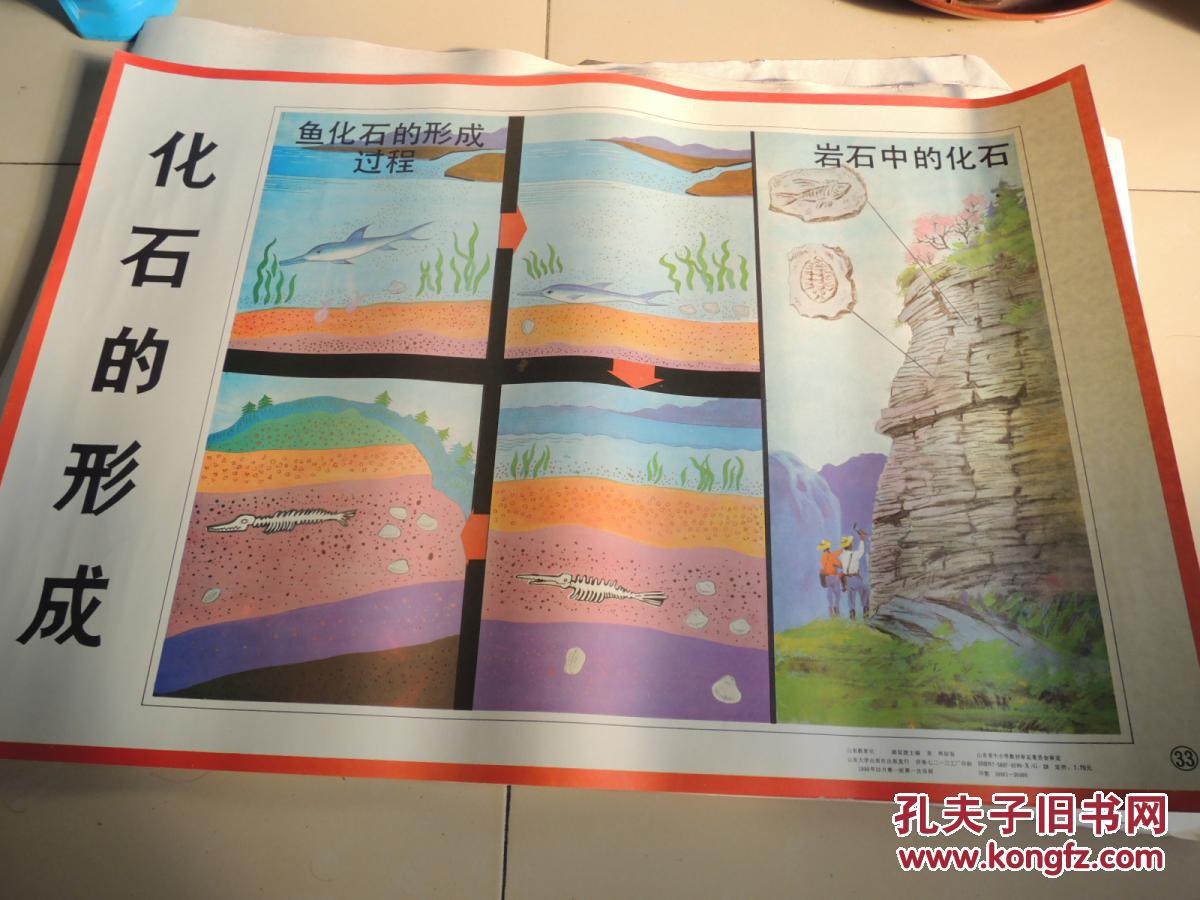 化石的形成(挂图)