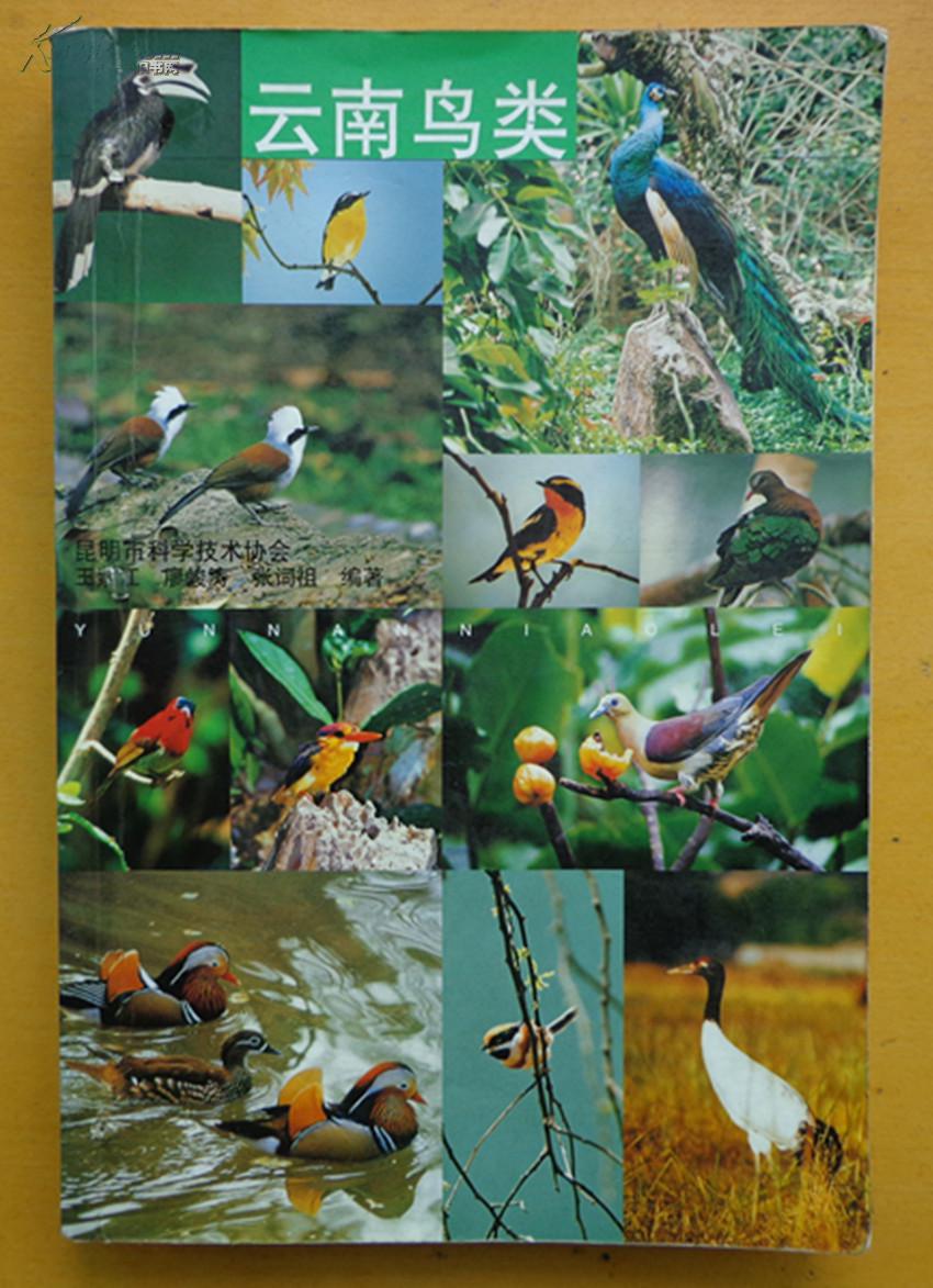 云南鸟类
