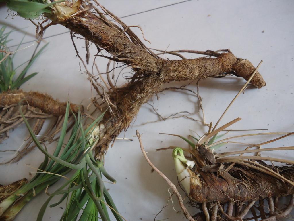 一大堆30株野生毛知母(个头硕大,尺寸长)今年4月份刚在山里采摘的!