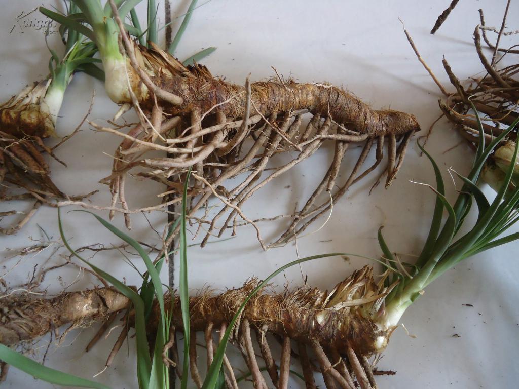 一大堆30株野生毛知母(个头硕大,尺寸长)今年4月份刚在山里采摘的!