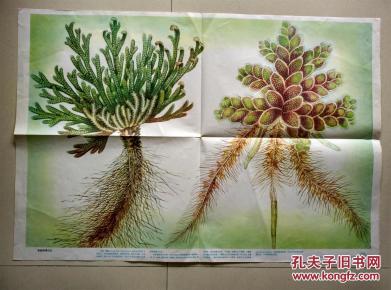 教育挂图卷柏和满江红一张