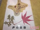 庐山旅游《动植标本》有一只蝴蝶，红枫叶，小树叶
