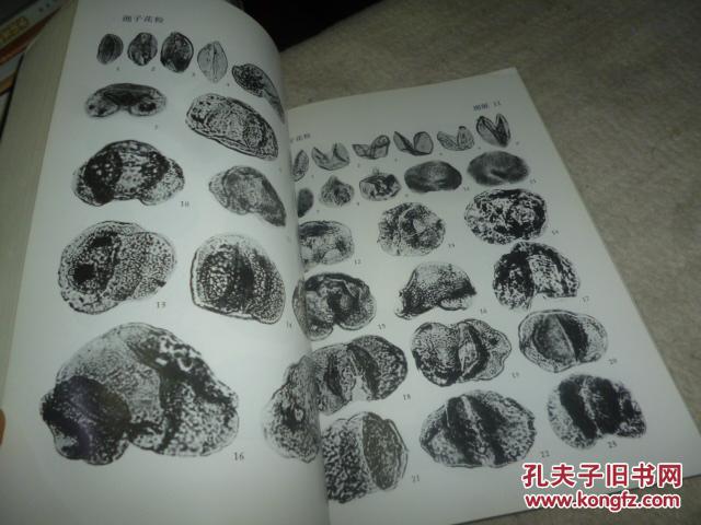 南海北部大陆架第三纪古生物图册