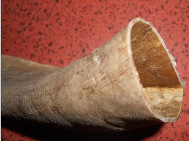 纯天然老牛角一个