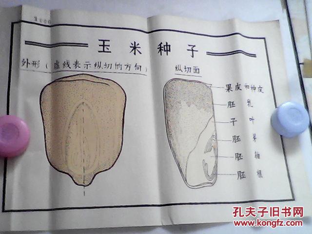 手绘挂图玉米种子