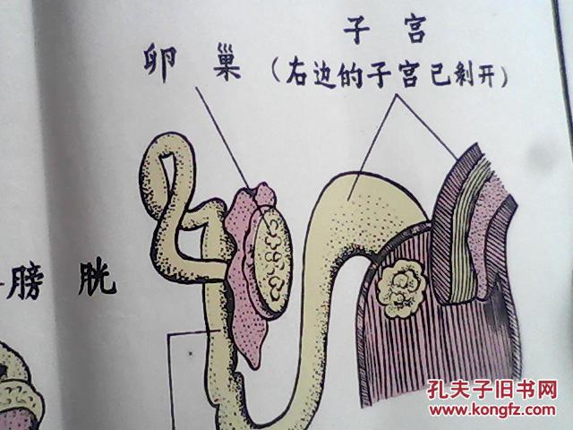 手绘挂图 : 家兔的生殖系统