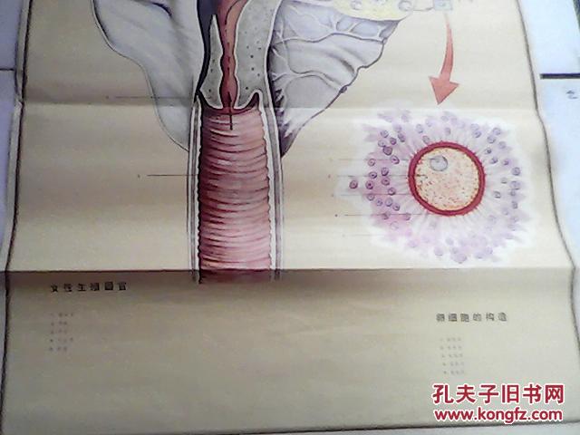 中学生理卫生教学挂图 41女性生殖器官 42男性生殖器官 两张