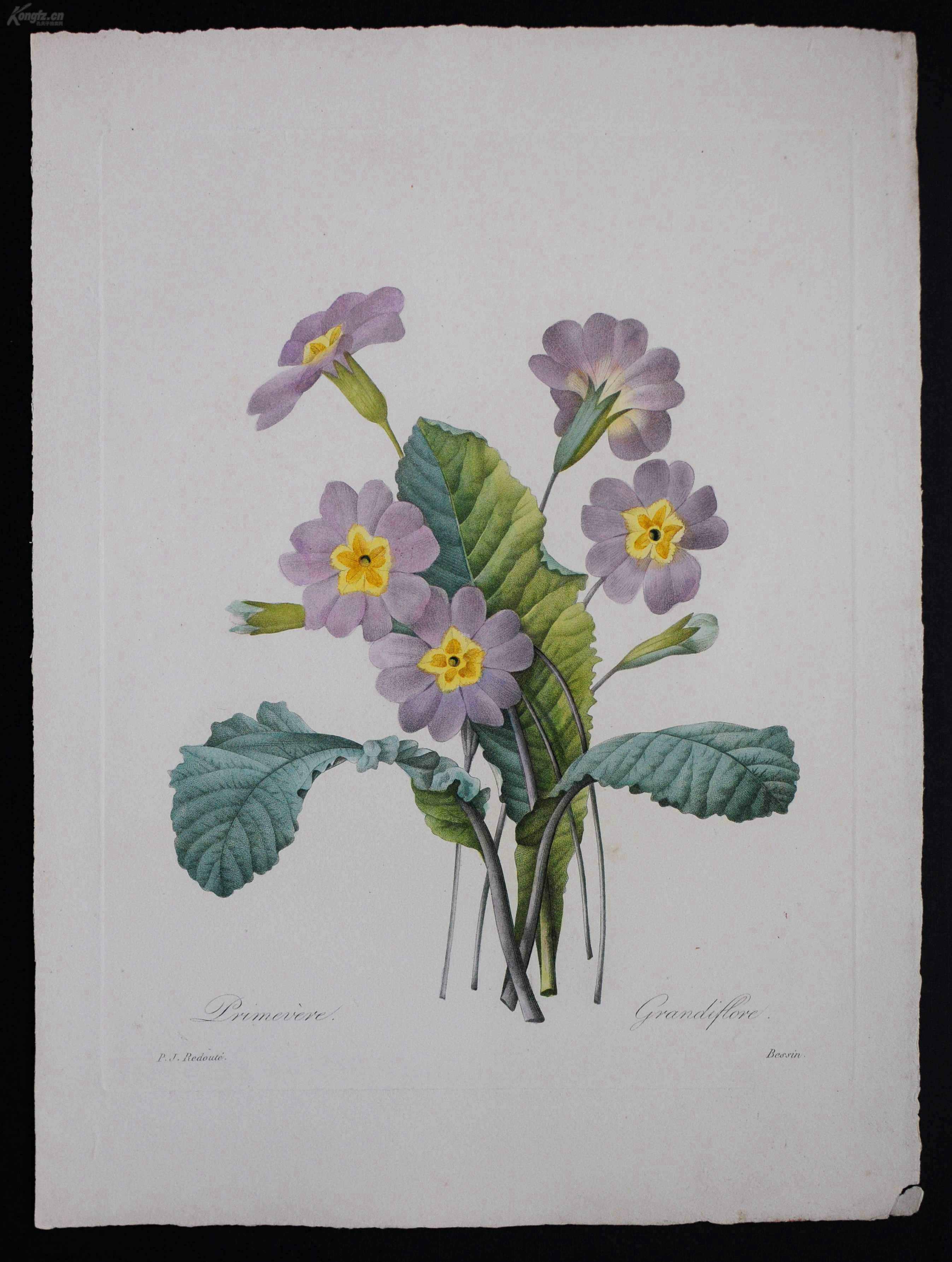 18世纪传奇艺术巨匠雷杜德redoute《花卉圣经》铜版画--grandiflore