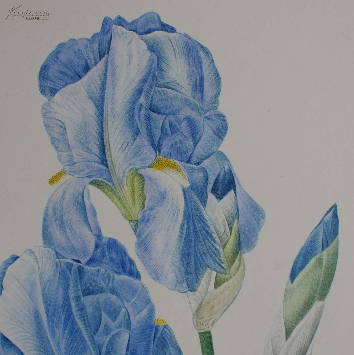 18世纪艺术巨匠雷杜德《花卉圣经》铜版画--蓝色鸢尾花 拍品编号