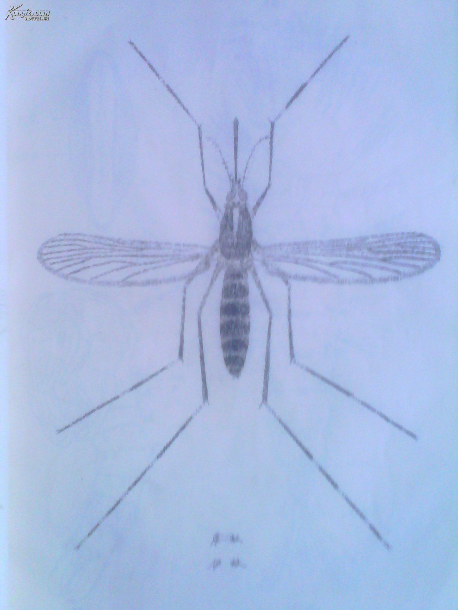 医用昆虫学 (油印本)