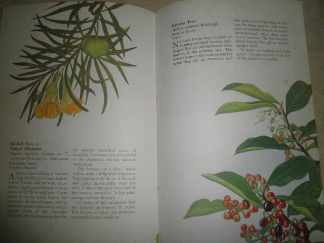 a guide to tropical &semitropical flora (彩图版)