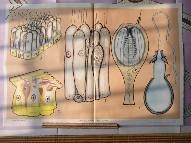 教学挂图-腔肠动物门8全