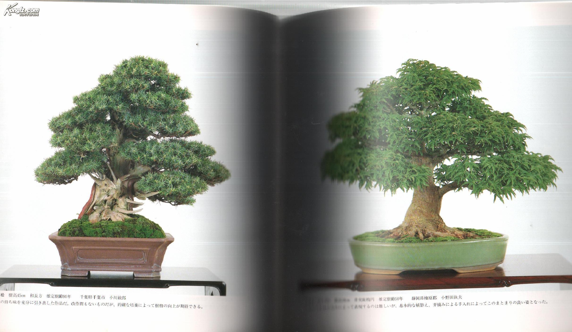 绝版第19回日本盆栽作风展70个作品 孔夫子旧书网
