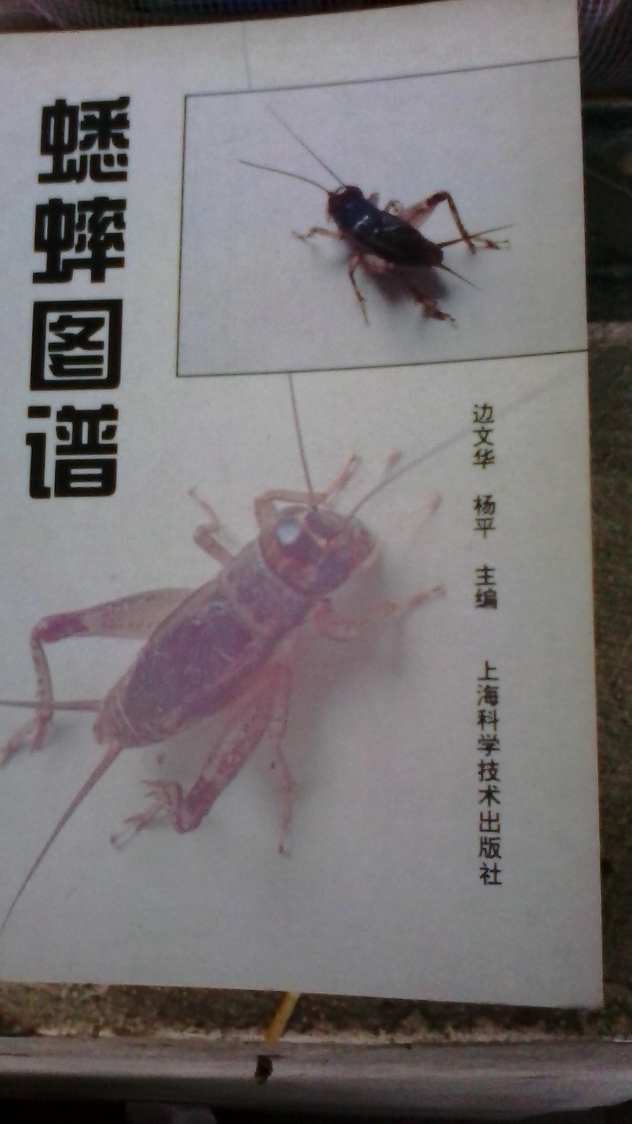 蟋蟀图谱 上海科技 边文华 正版 彩印