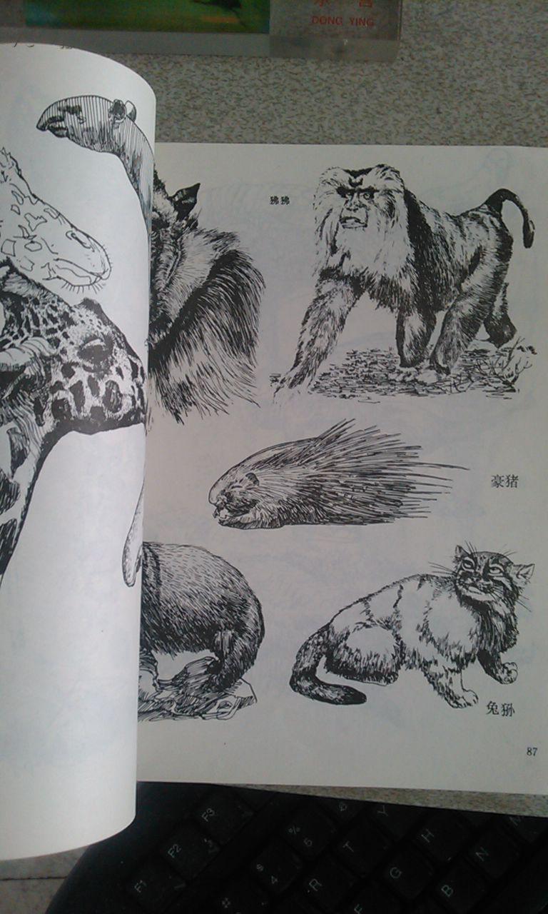 绘画素描 动物画参考资料 画集画册 拍品编号:15020041