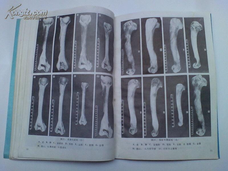 中药虎骨豹骨及其易混品鉴别图谱(四川科学技术出版社1990年一版一印