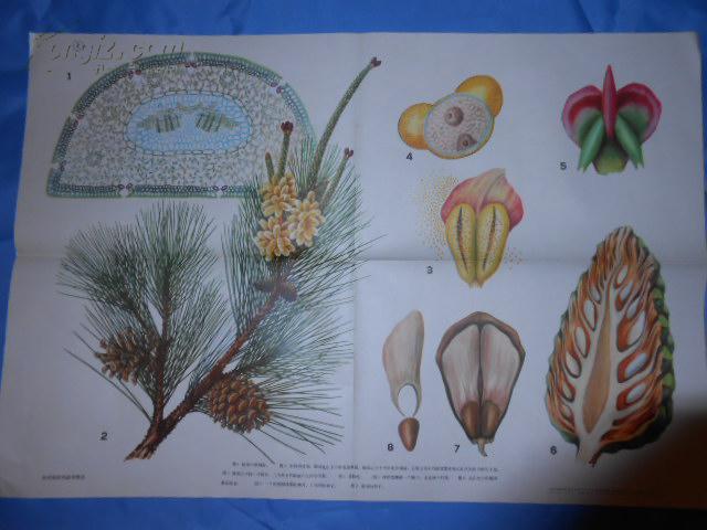 初级中学课本生物教学挂图:裸子植物 【苏铁·麻黄的