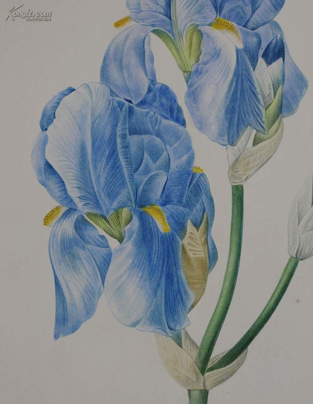 18世纪艺术巨匠雷杜德《花卉圣经》铜版画--蓝色鸢尾花 拍品编号