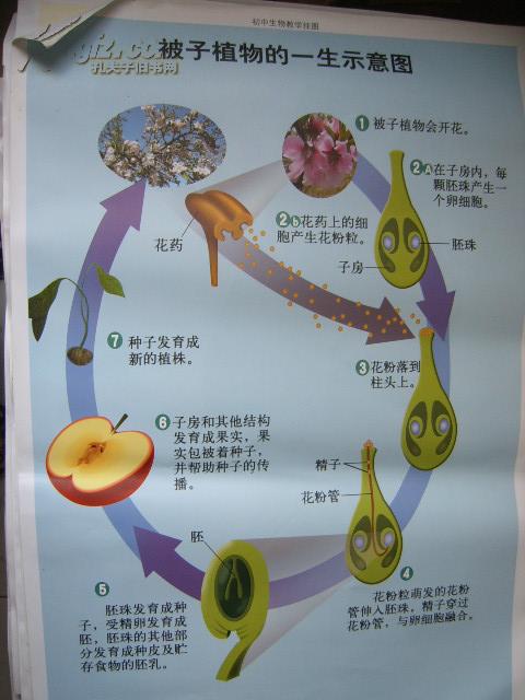 初中生物教学挂图(图23):被子植物的一生示意图(尺寸:75x52厘米)