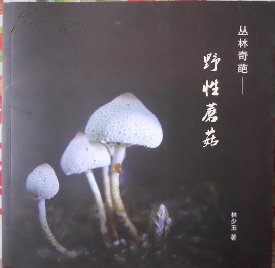 丛林奇葩---野性蘑菇