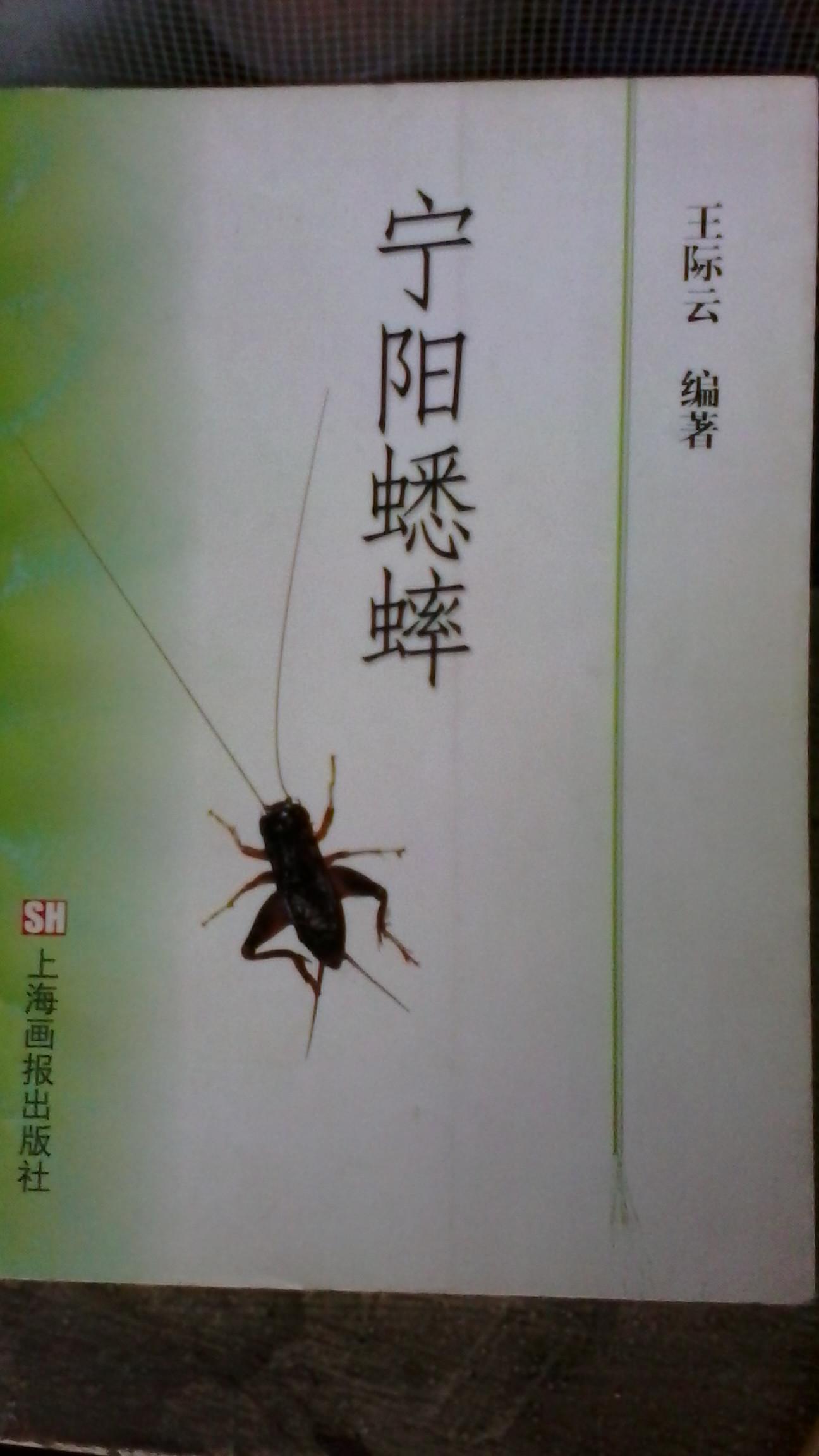 宁阳蟋蟀