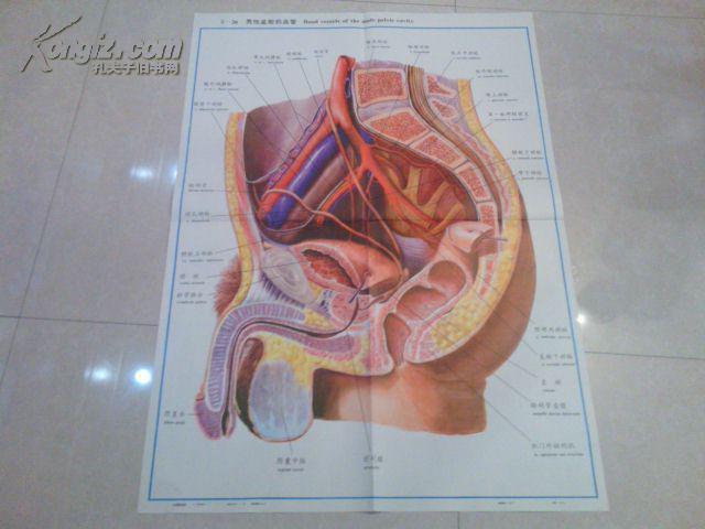 人体解剖挂图彩绘男性盆腔的血管ix一26人民卫生出版社
