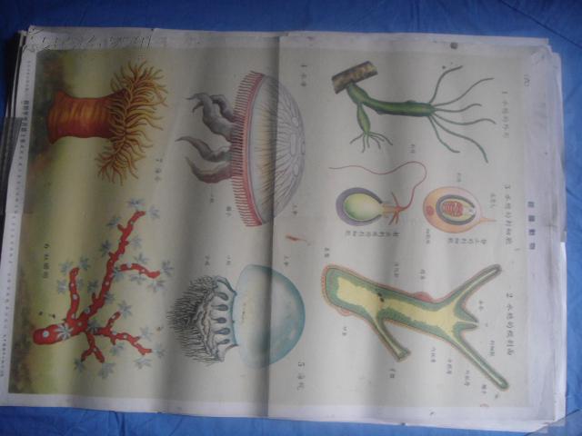 自然科学知识挂图六动物学学习组上集(腔肠动物)