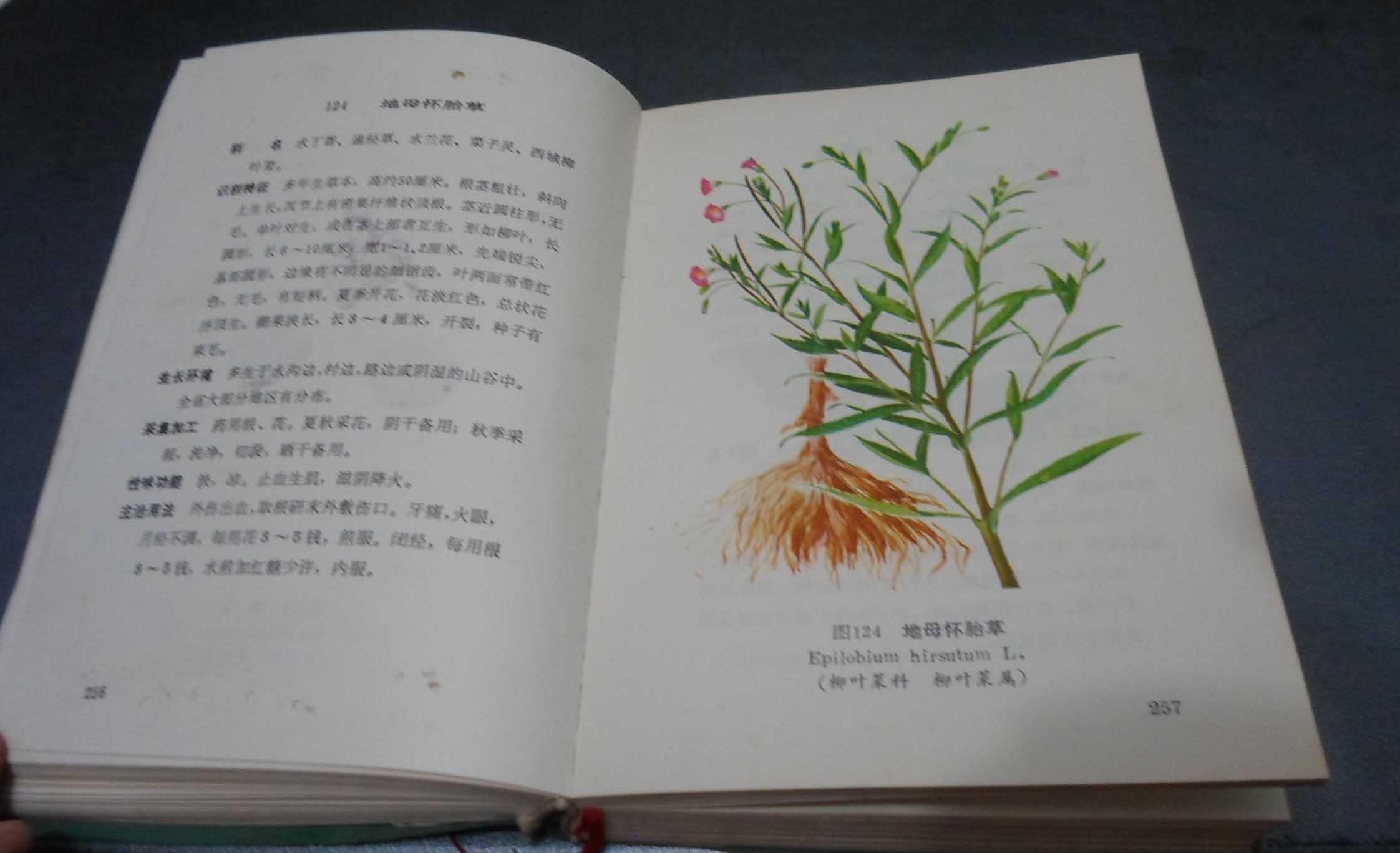 云南中草药选 绿塑料皮32开厚册 【一药一图】