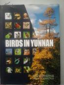 Birds in Yunnan