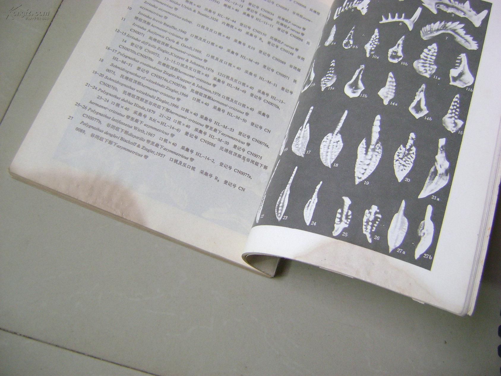 中国海相泥盆系标准剖面:广西六景泥盆系剖面