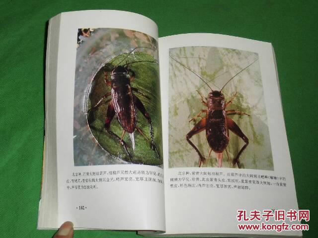 中国宁津蟋蟀志