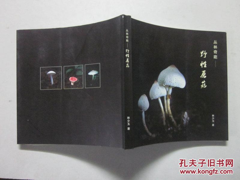 丛林奇葩 野性蘑菇