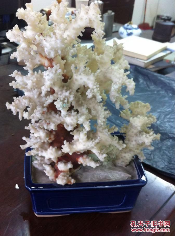 白珊瑚树盆景摆件