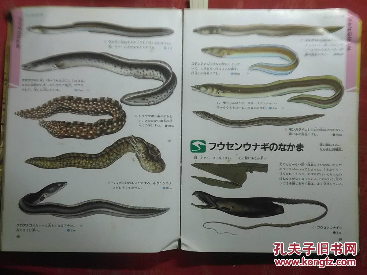 日本日文原版书学研の图鉴鱼/本乡左智夫编集/1989年10印/株式会社