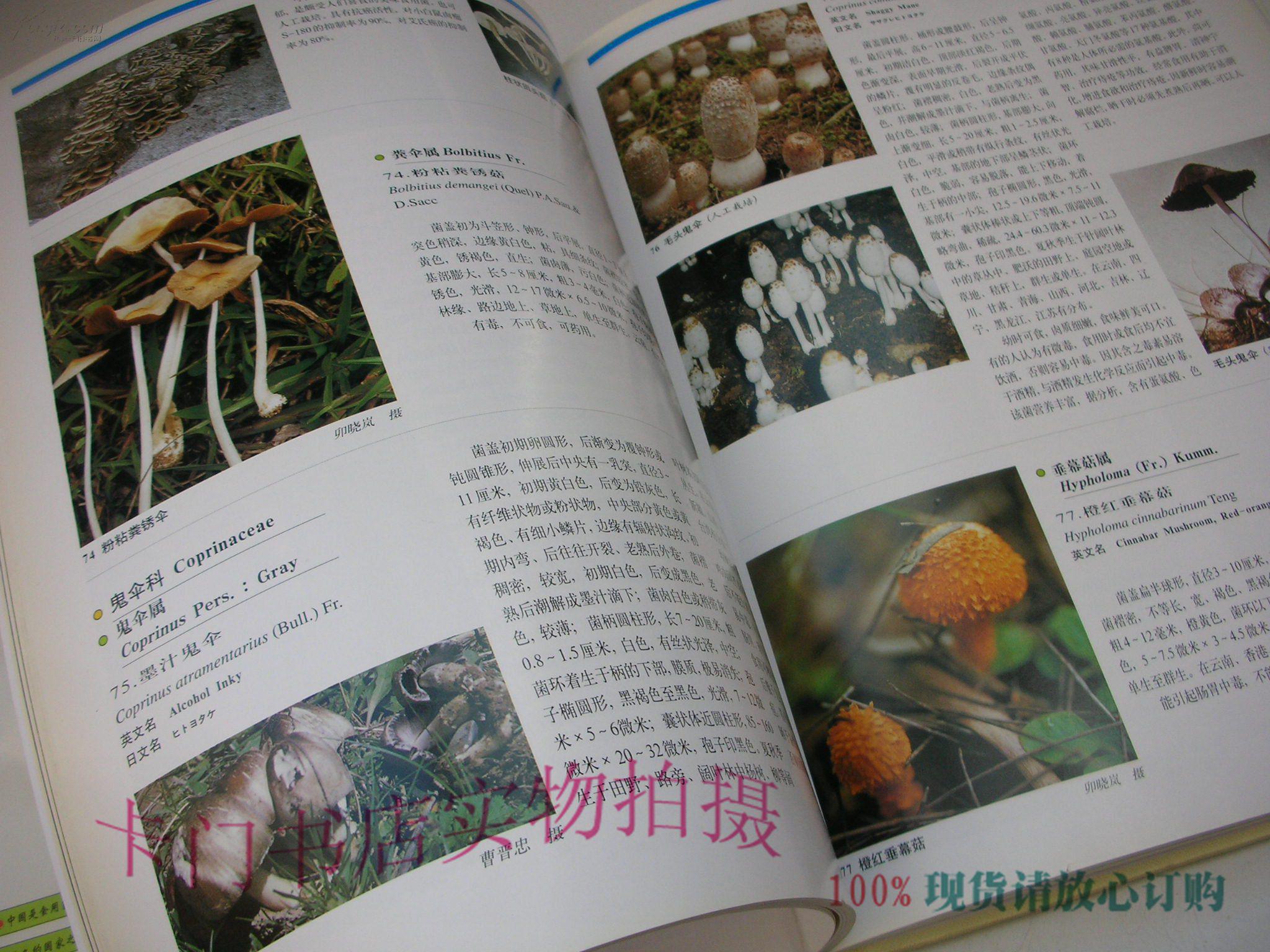 中国常见食用菌图鉴(精装)