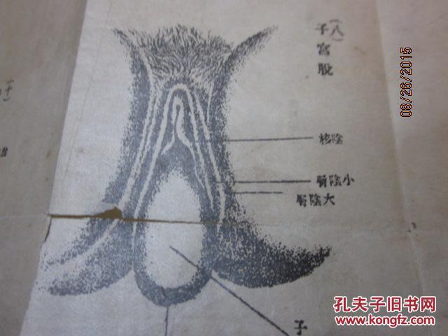 78稀见早期性学教育文献 民国丁巳年仲秋进化社版 万选青编《男女婚姻